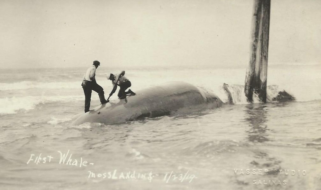 1919 Moss Landing, Ca. First Whale Caught. Courtesy Carol Harrington.